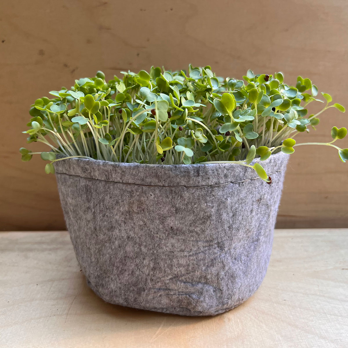 Mighty Microgreen Kits