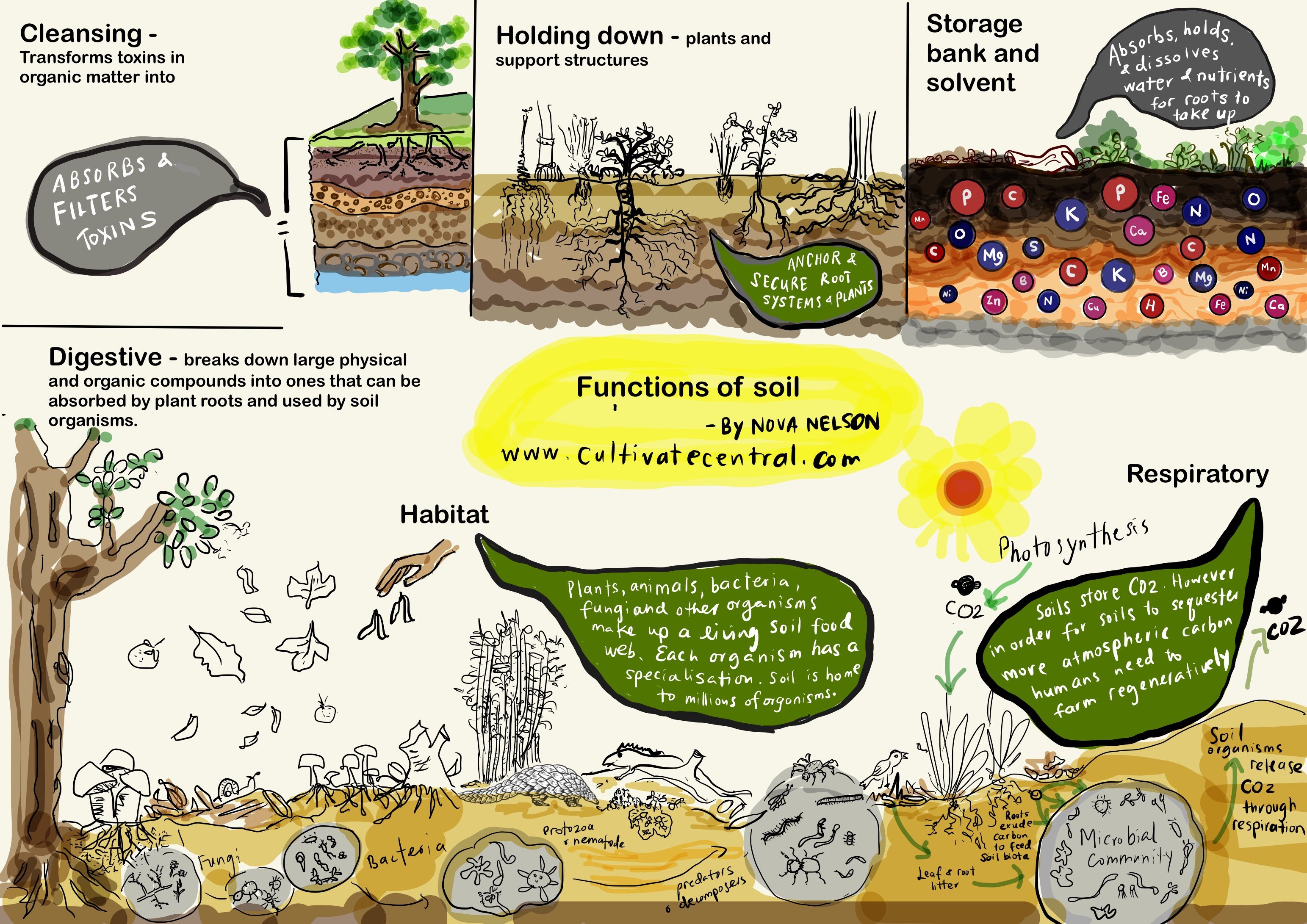 illustration of soils various functions by Nova Nelson