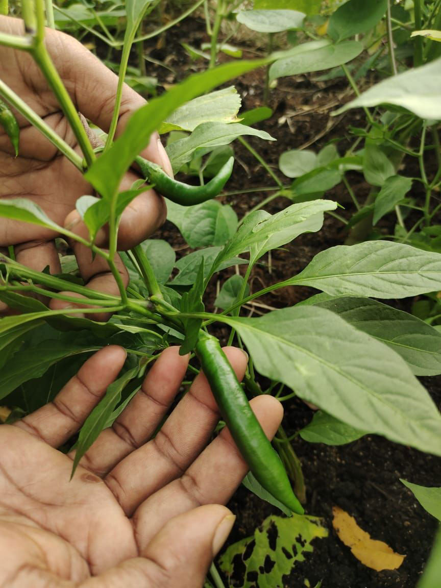 Chillies