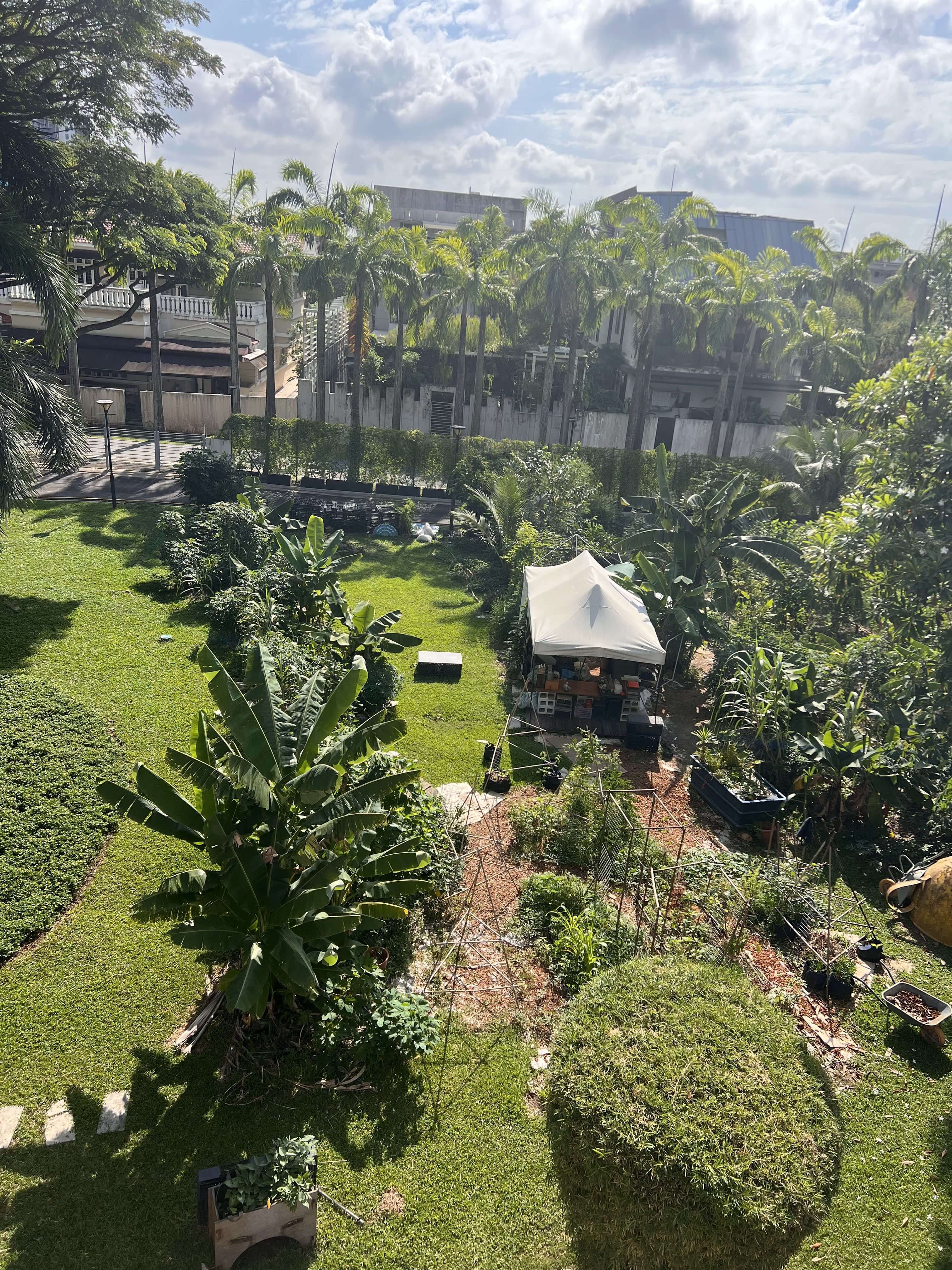 A dwarf coconut tree