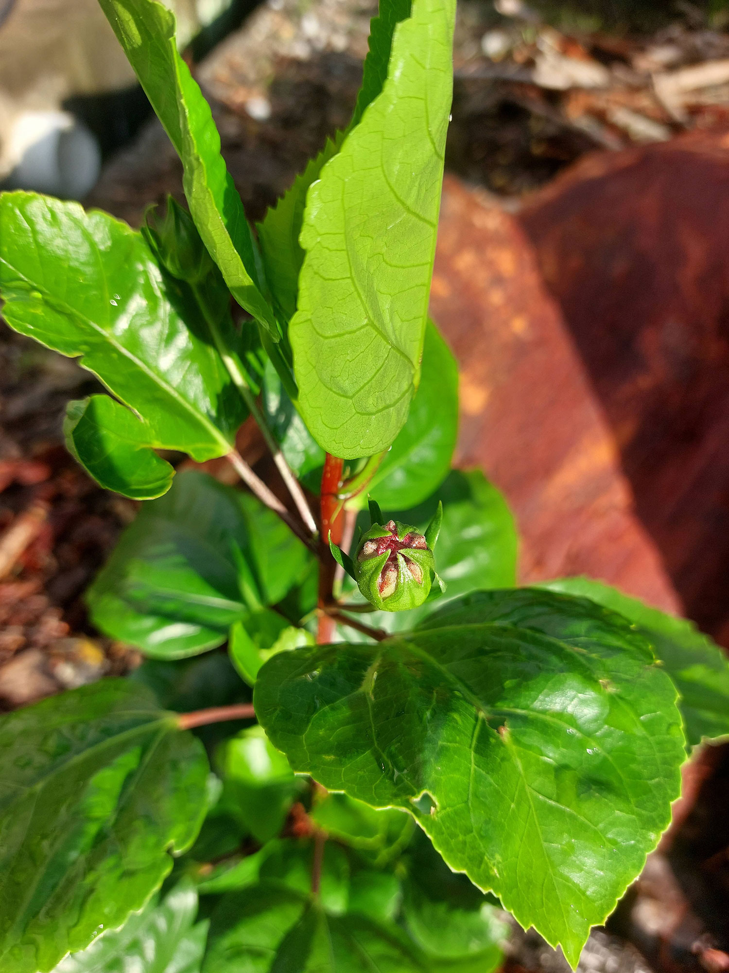 Hibiscus