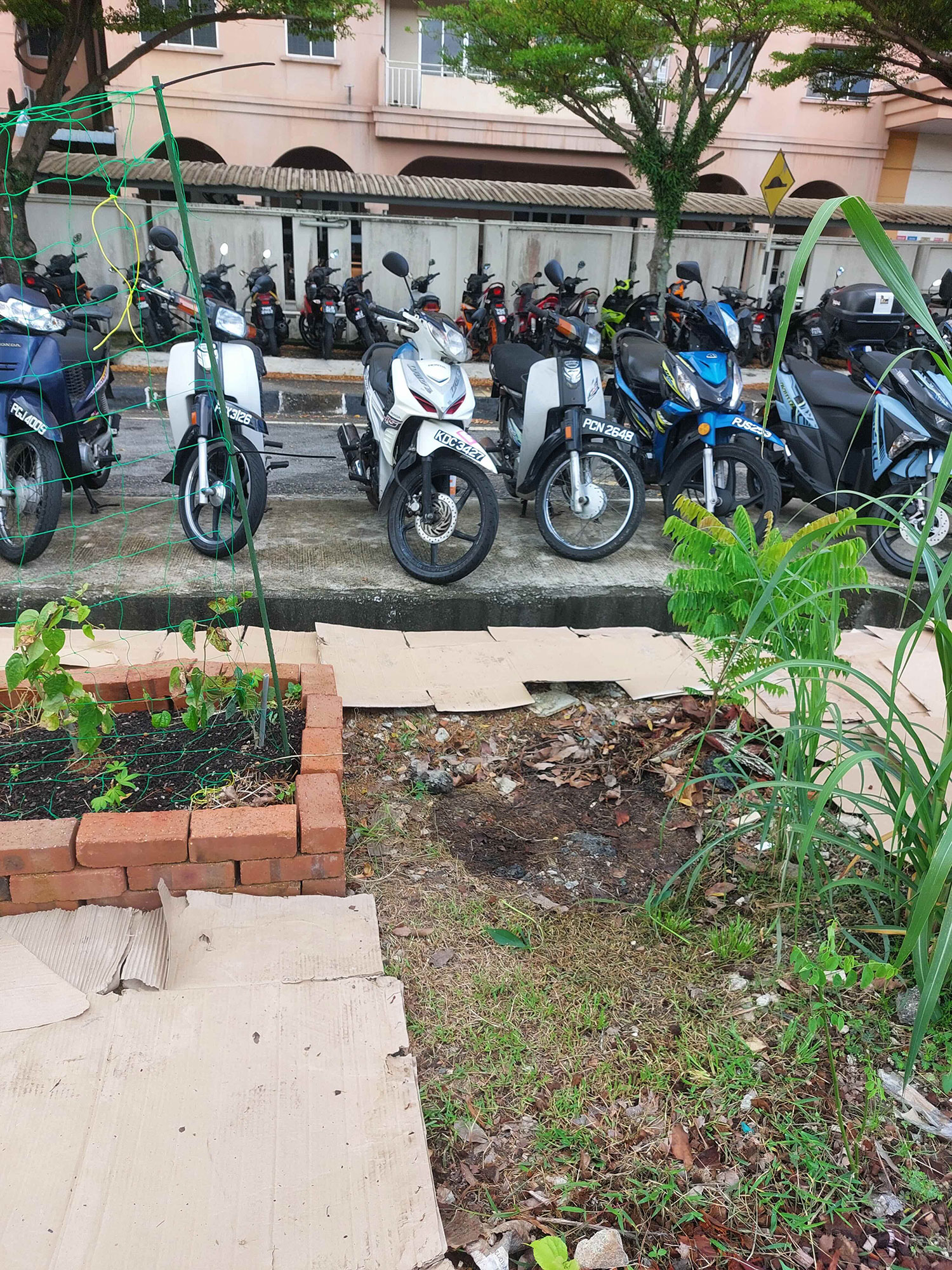 Belimbing Buluh