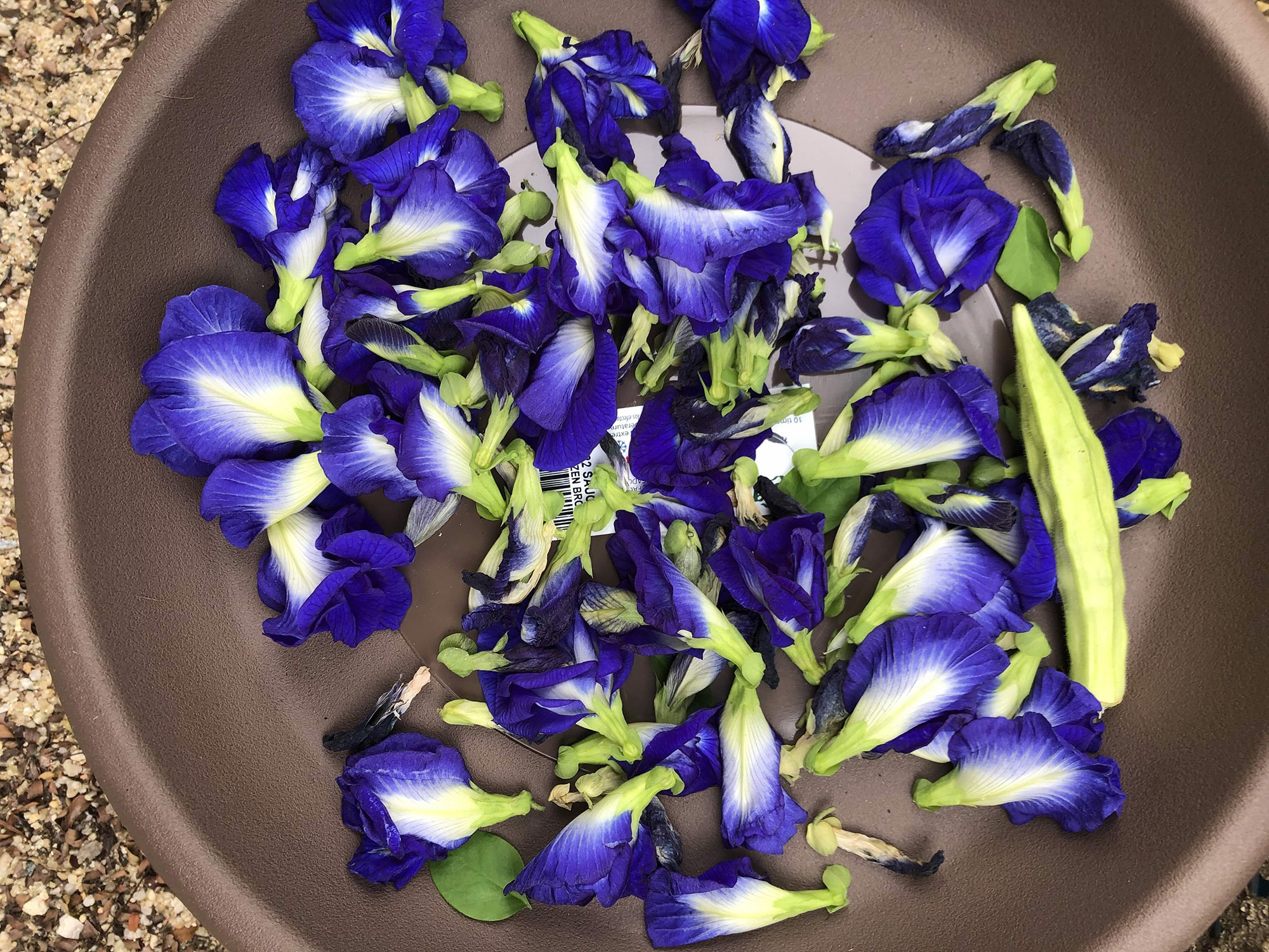 Blue Pea