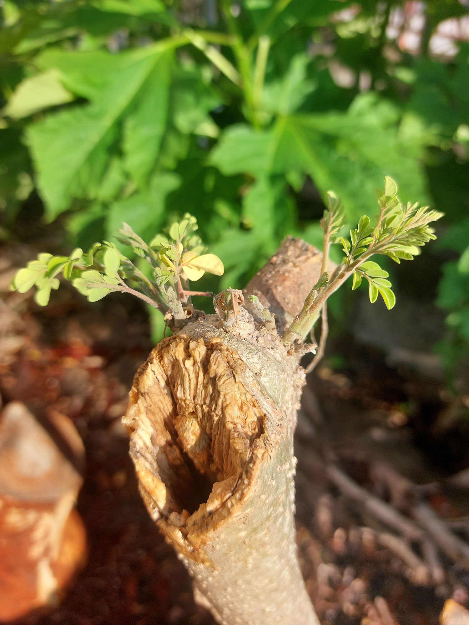 Moringa