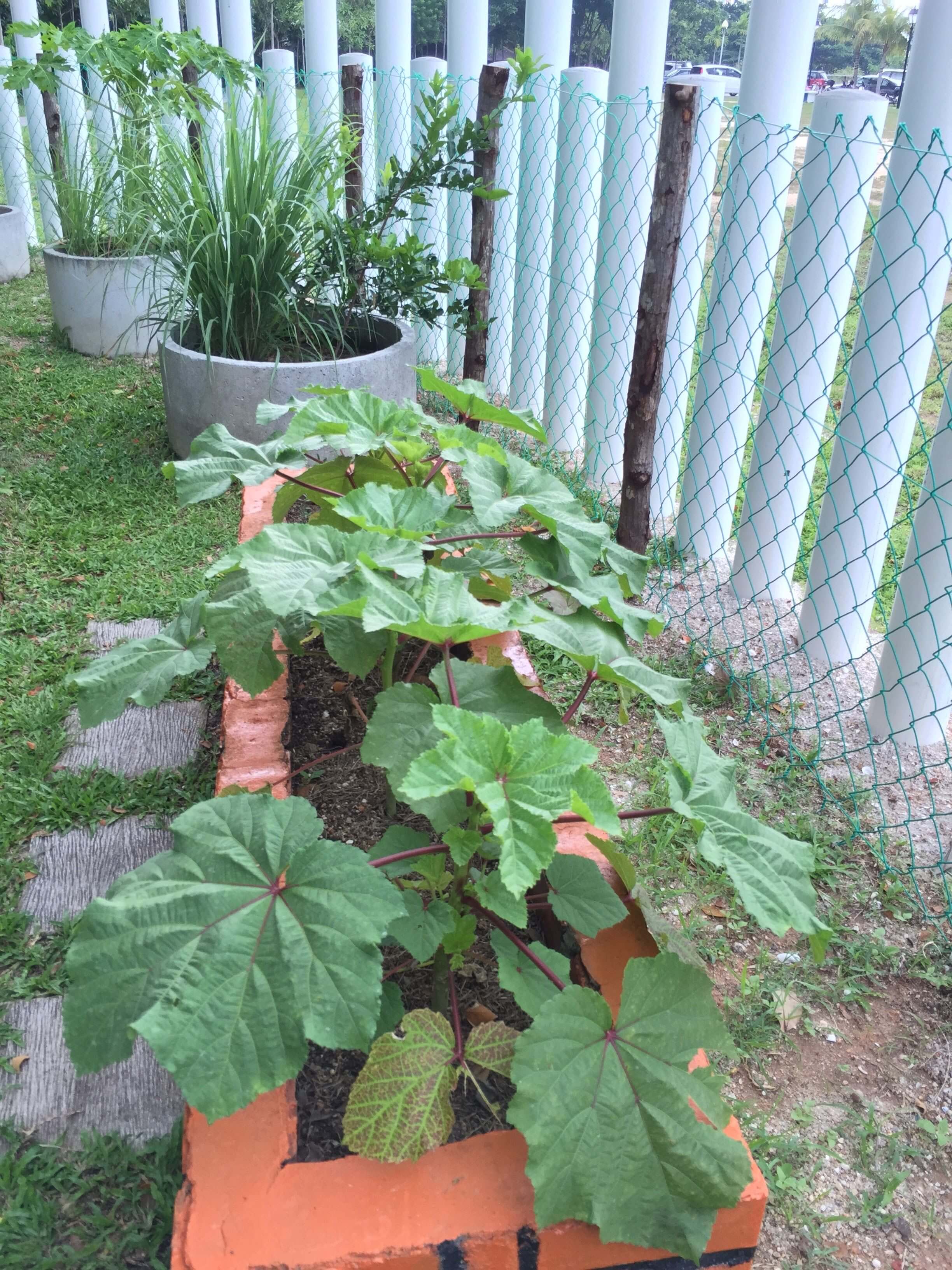 raised vegetable beds