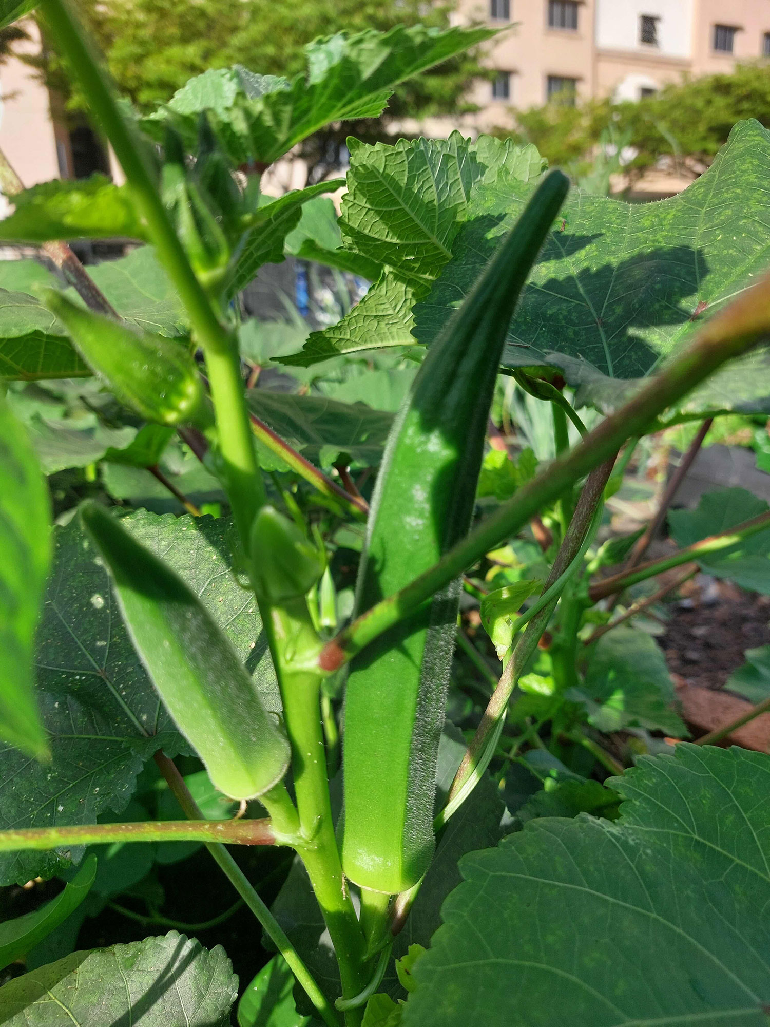 Okra