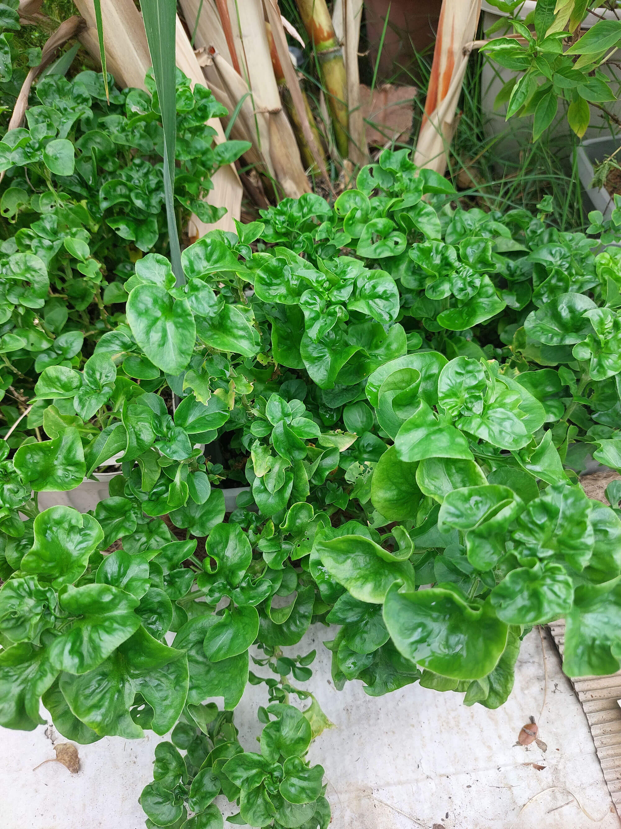 Brazilian Spinach at Goodman Community Farm