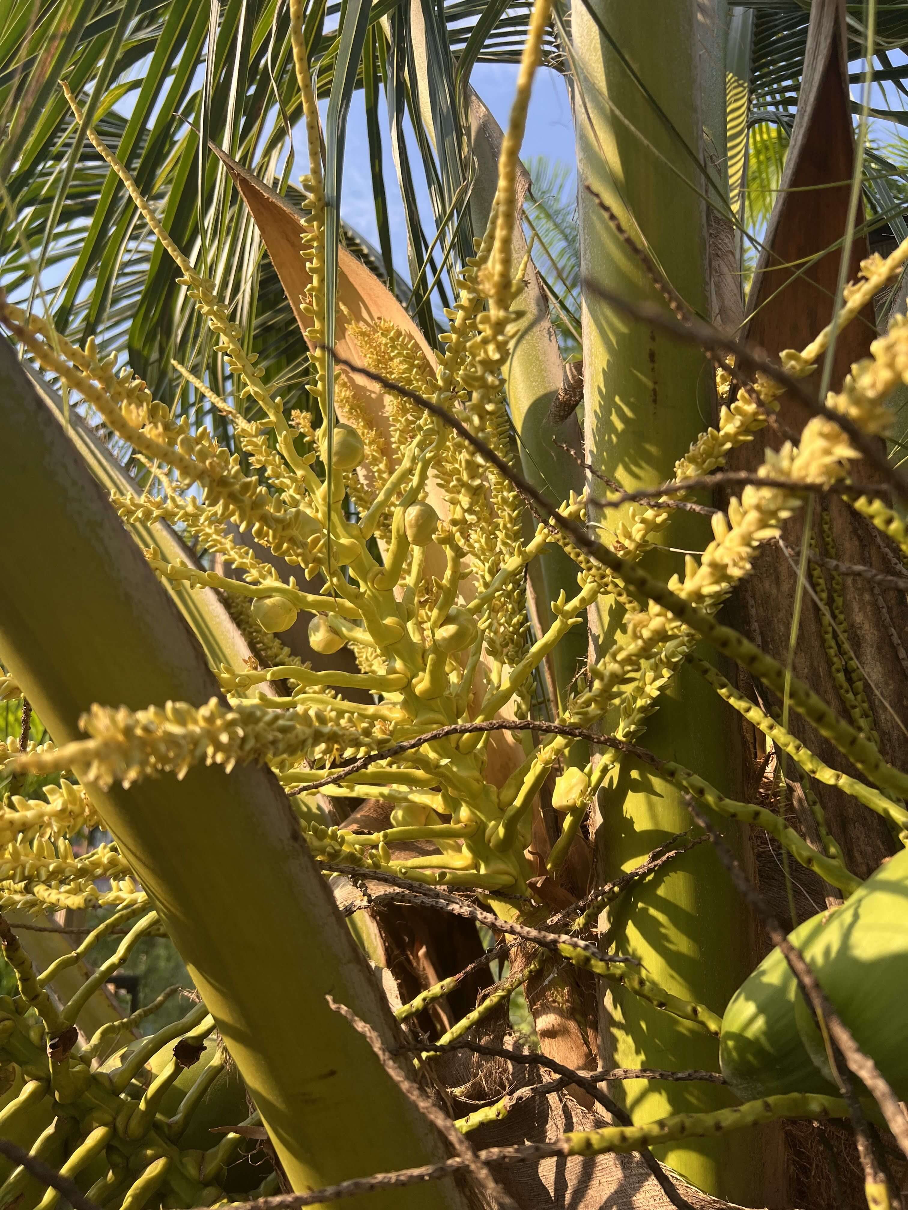 A dwarf coconut tree's flowers