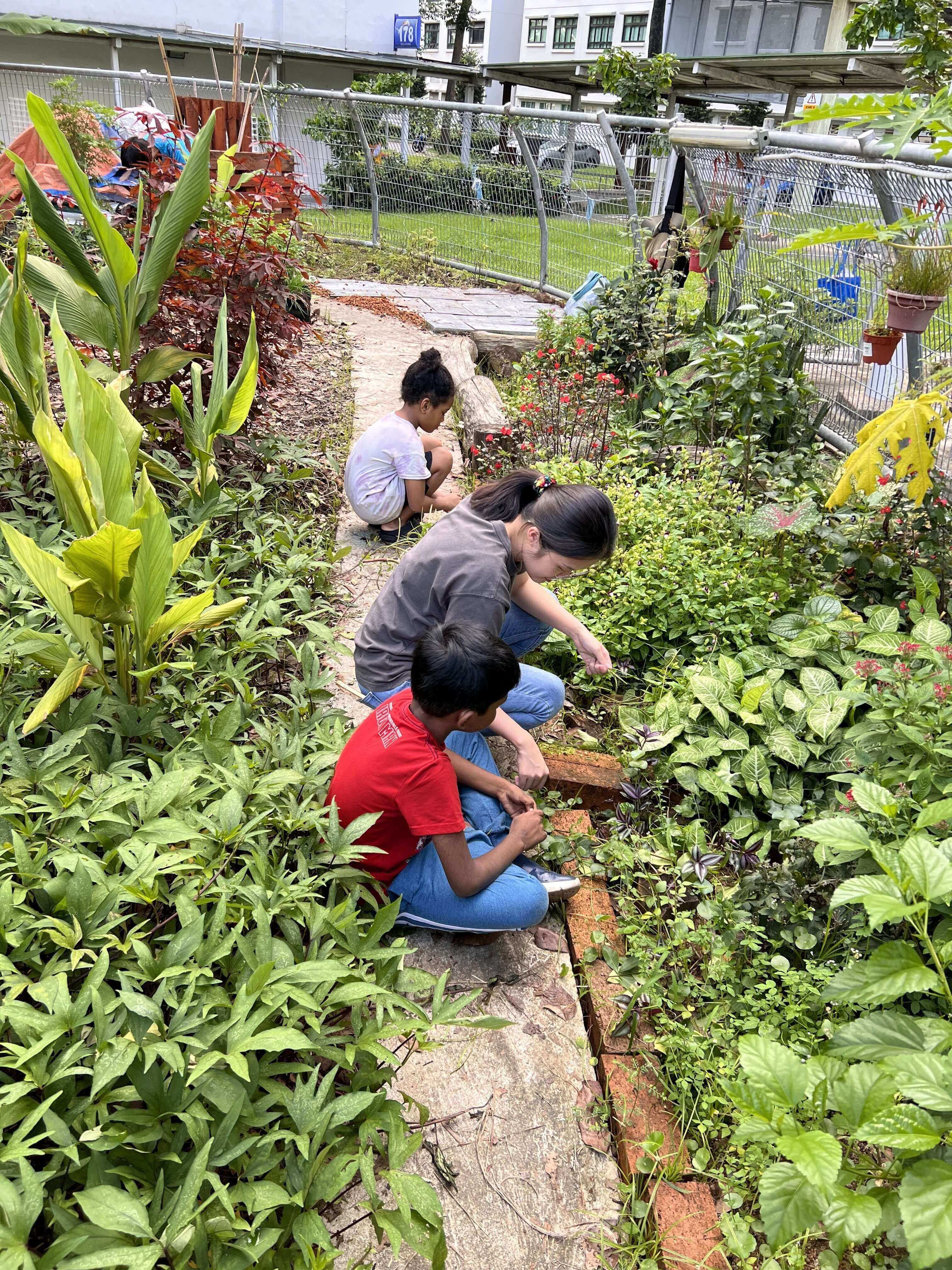 harvesting from the community food garden
