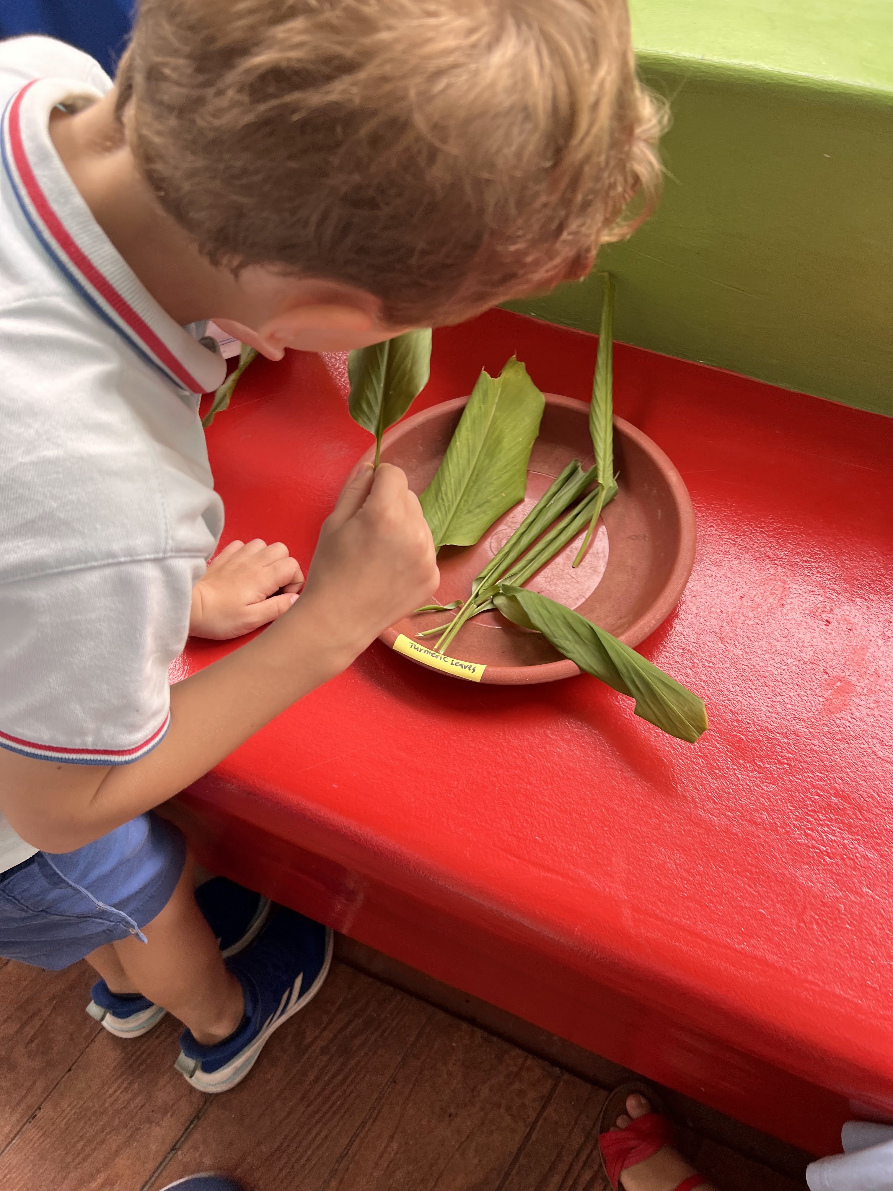 learning about southeast asian herbs and vegetables