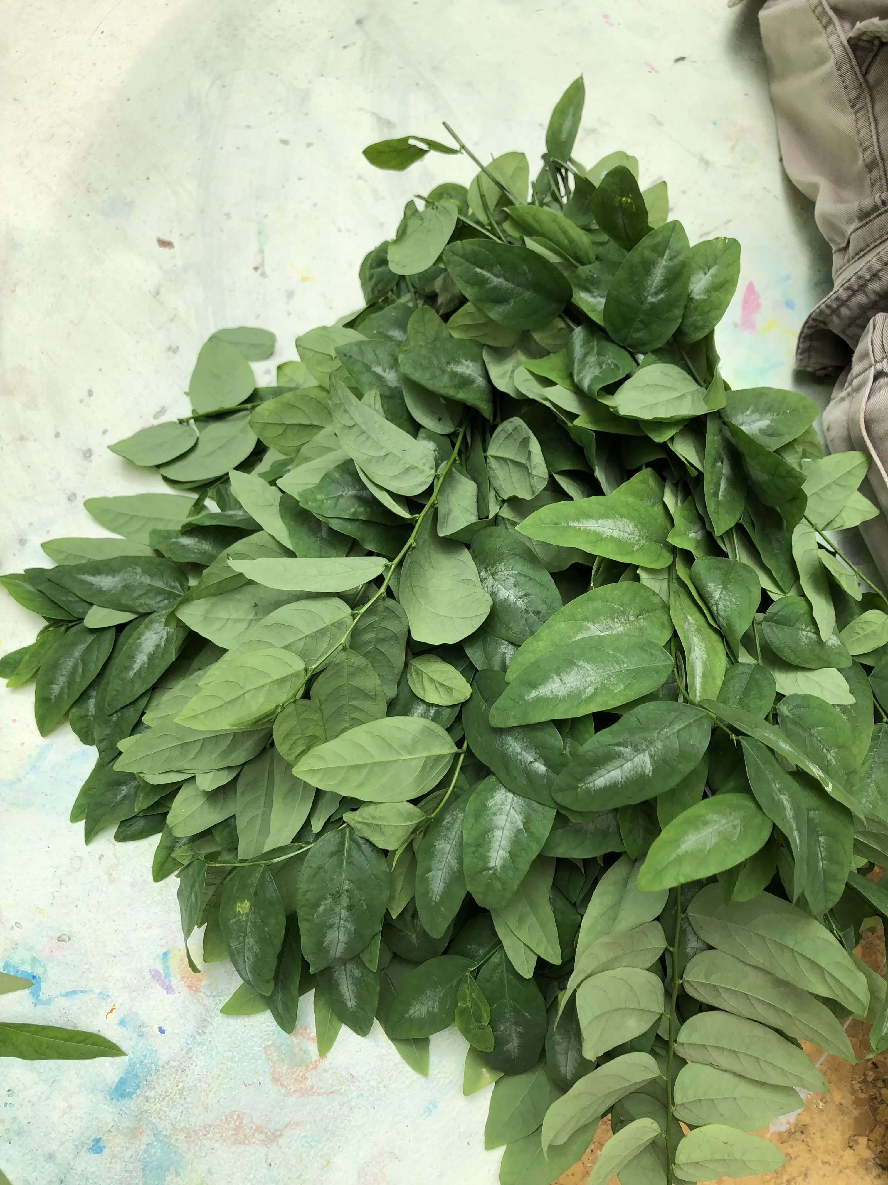 Sayur Manis or Gooseberry