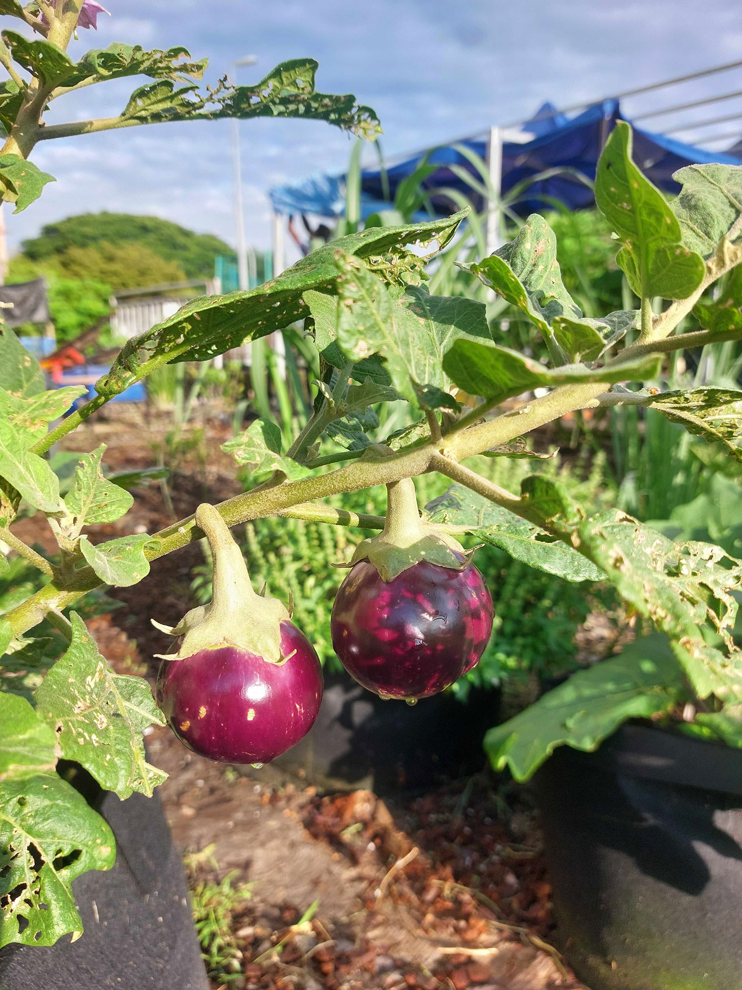 Eggplant
