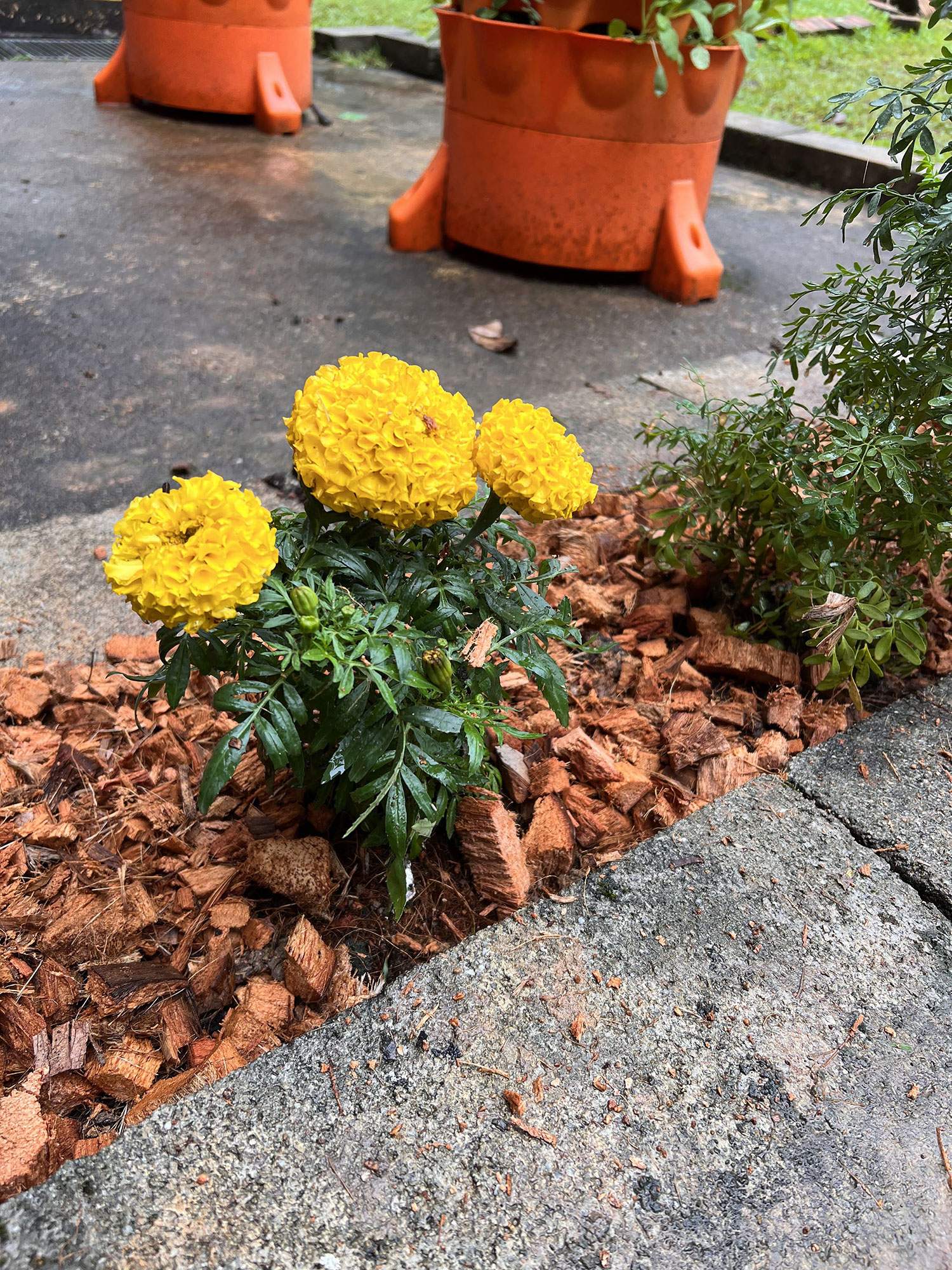 Marigold