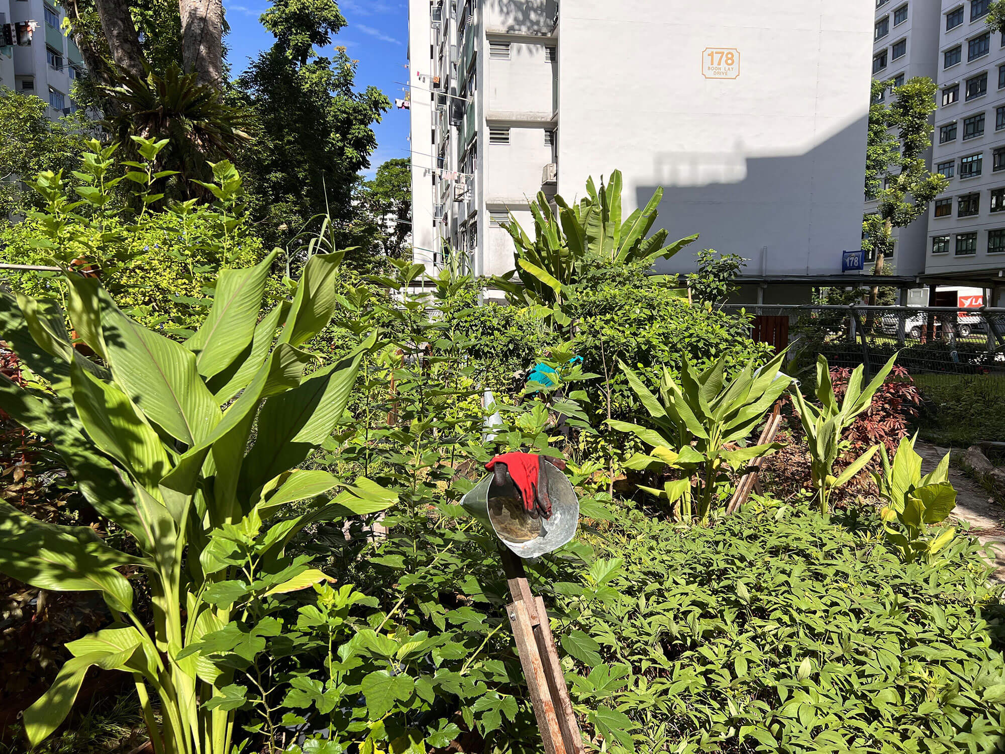 lush green edible garden