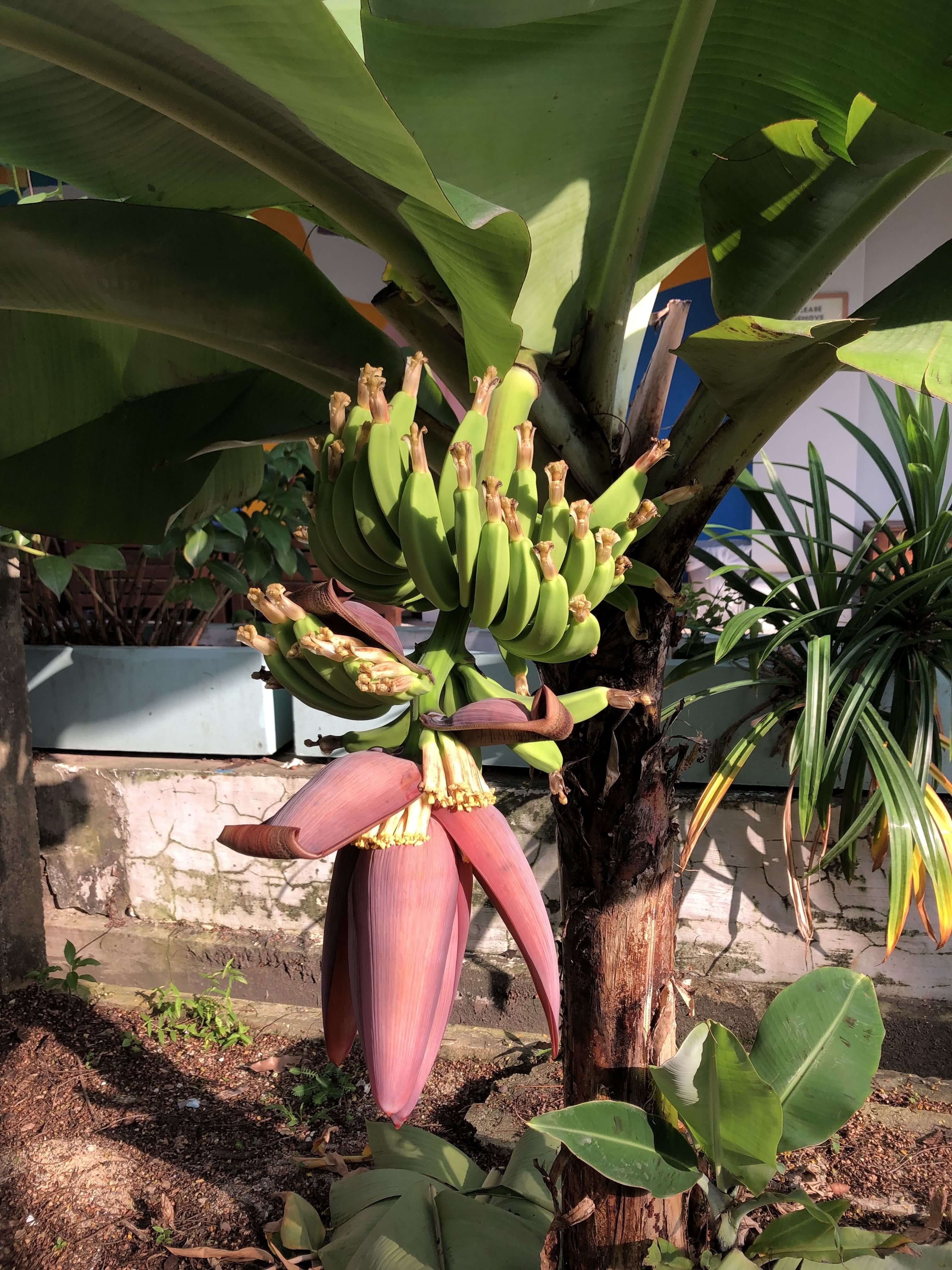 Banana Tree at Good Garden