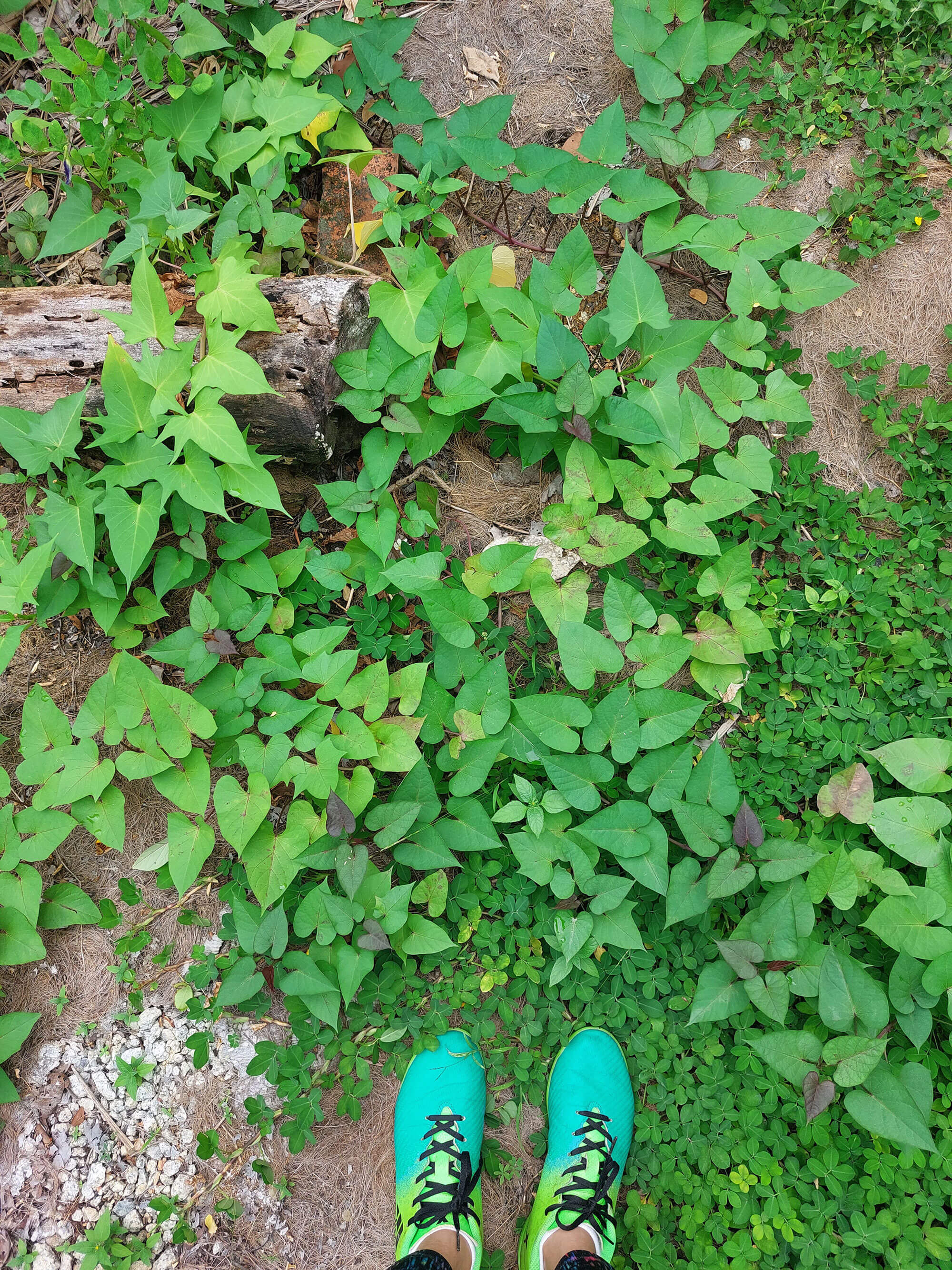 Sweet Potato Leaves at Goodman Community Farm